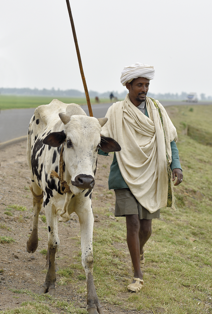 changing-climate-changing-cattle-farming-part-1-why-livestock-matter